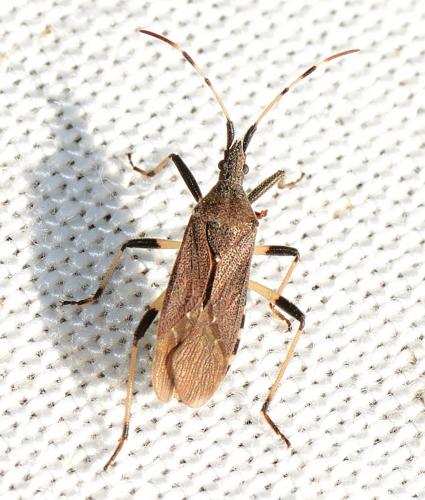 Dicranocephalus albipes